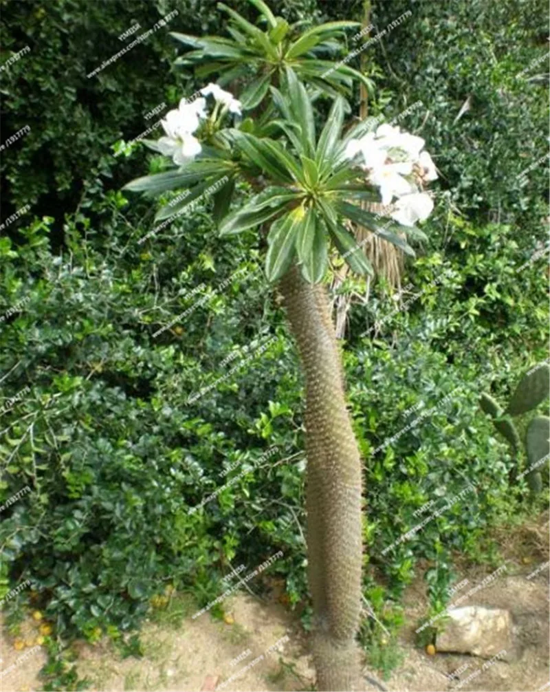 phoca_thumb_l_pachypodium_ambongense_1_