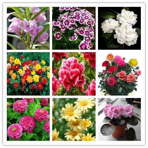 100pcs/lot Multiple flower for garden decoration Peony Gardenia Impatiens balsamina Daisy Dahlia pinnate Chinese Pink Rose
100pcs/lot Multiple flower for garden decoration Peony Gardenia Impatiens balsamina Daisy Dahlia pinnate Chinese Pink Rose