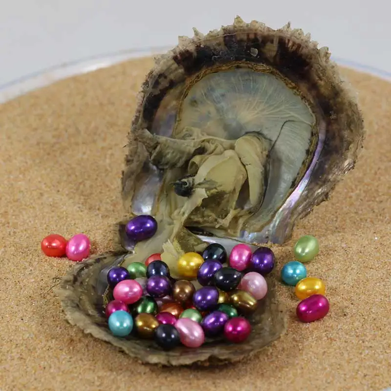 Fashion Saltwater Akoya Oyster with Multiple Rice Pearls Akoya Mini Monster with 10-20 Pearls in Oyster Pearl Party Gift GFP453
Fashion Saltwater Akoya Oyster with Multiple Rice Pearls Akoya Mini Monster with 10-20 Pearls in Oyster Pearl Party Gift GFP453