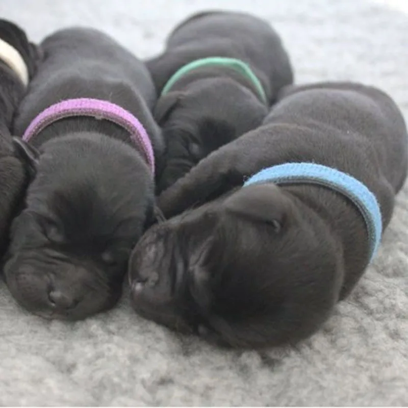 Pets Identification Velcro Collar Solid Simple Pets Basic Collars Puppy Collar Polyester Pet Supplies Dog Accessories Seat Belts
Pets Identification Velcro Collar Solid Simple Pets Basic Collars Puppy Collar Polyester Pet Supplies Dog Accessories Seat Belts