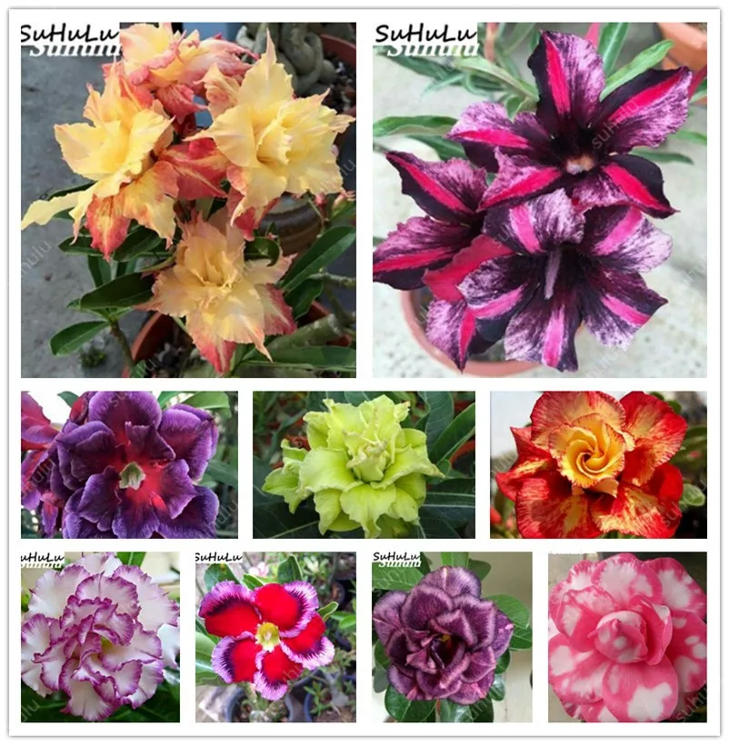 100% Genuine Desert Rose Plantas Rare Dwarf Adenium Obesum Flower Bonsai Floresling Air Purification For Home Garden - 2 pcs/bag
100% Genuine Desert Rose Plantas Rare Dwarf Adenium Obesum Flower Bonsai Floresling Air Purification For Home Garden - 2 pcs/bag