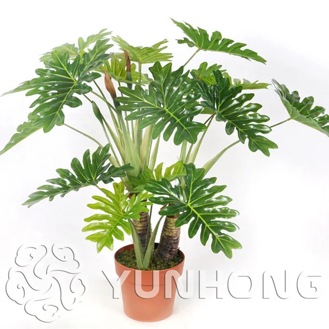 20 PCS Philodenron bonsai Office desk potting plant purify the air Bonsai Garden Plants Grass bonsai Annual Herb
20 PCS Philodenron bonsai Office desk potting plant purify the air Bonsai Garden Plants Grass bonsai Annual Herb
