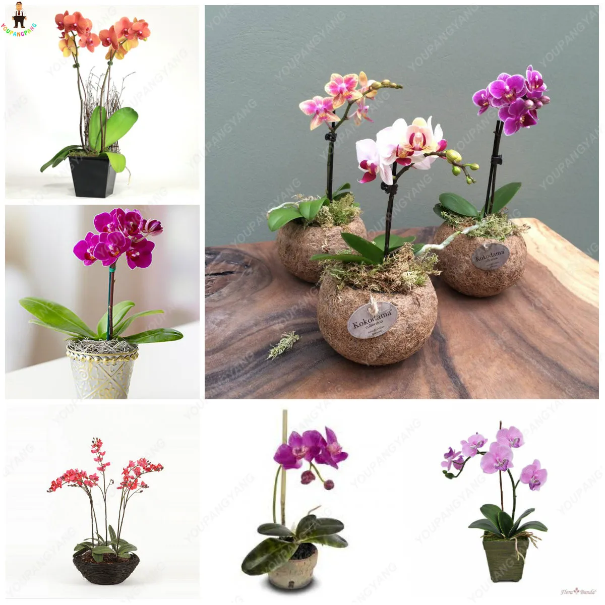 100pcs Cymbidium Semillas Perennial Phalaenopsis Orchid Flower plants Garden Bonsai Planting Rare Butterfly Orchids plants
100pcs Cymbidium Semillas Perennial Phalaenopsis Orchid Flower plants Garden Bonsai Planting Rare Butterfly Orchids plants