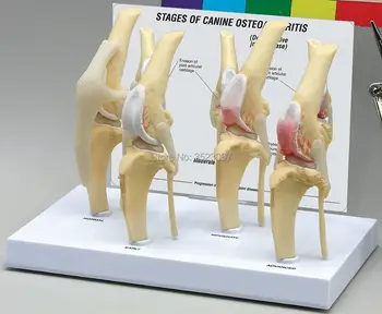 

Canine Osteoarthritis 4-stage Knee Canine/Dog 4 Stage Knee Arthritis Anatomy Anatomical Model skeleton esqueleto anatomia