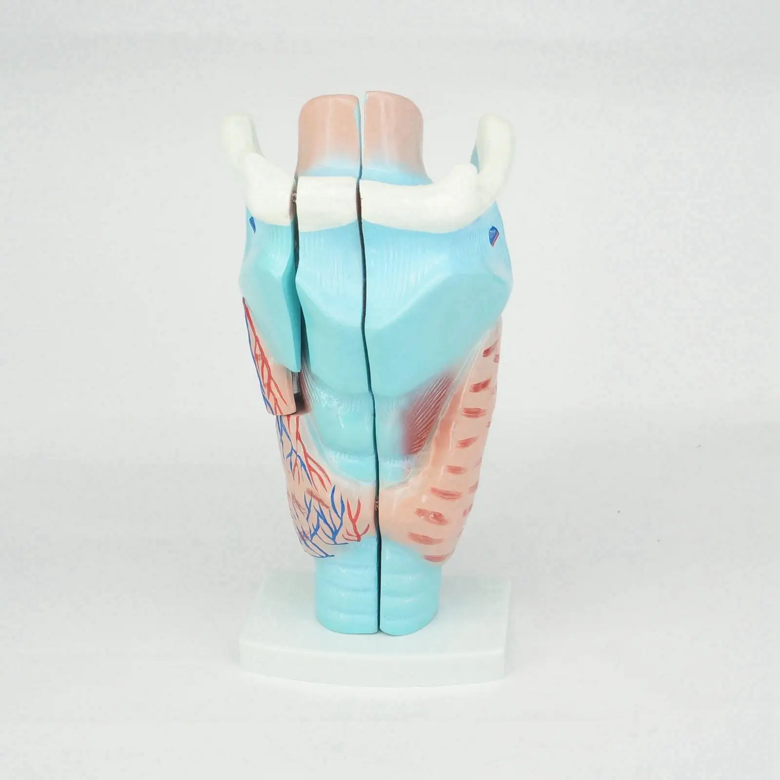 Human Larynx Anatomical Medical Model Anatomy Skeleton Throat 3X Life Size Medical teaching tools
Human Larynx Anatomical Medical Model Anatomy Skeleton Throat 3X Life Size Medical teaching tools