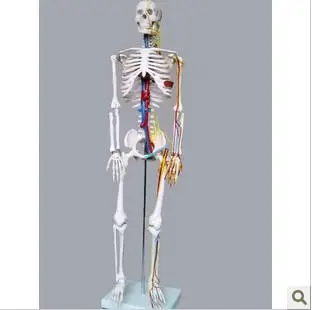 Standard 85cm model human skeleton model 85cm cytoskeleton model with heart and vine
Standard 85cm model human skeleton model 85cm cytoskeleton model with heart and vine