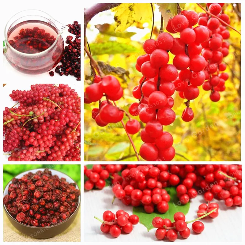 100 Pcs Schisandra Bonsai Tree Fruit Bonasi Tree For DIY Home Garden Plant Chinese Magnolia Vine Edible Fruit Bonsai Potted plan
100 Pcs Schisandra Bonsai Tree Fruit Bonasi Tree For DIY Home Garden Plant Chinese Magnolia Vine Edible Fruit Bonsai Potted plan