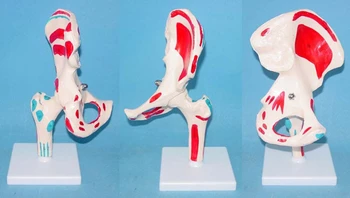 1:1 Life Size Human Hip Joint Skeleton Model Color Hip Bone Model Adult Hip Anatomy Model Natural Size Medical Teaching Supply
1:1 Life Size Human Hip Joint Skeleton Model Color Hip Bone Model Adult Hip Anatomy Model Natural Size Medical Teaching Supply