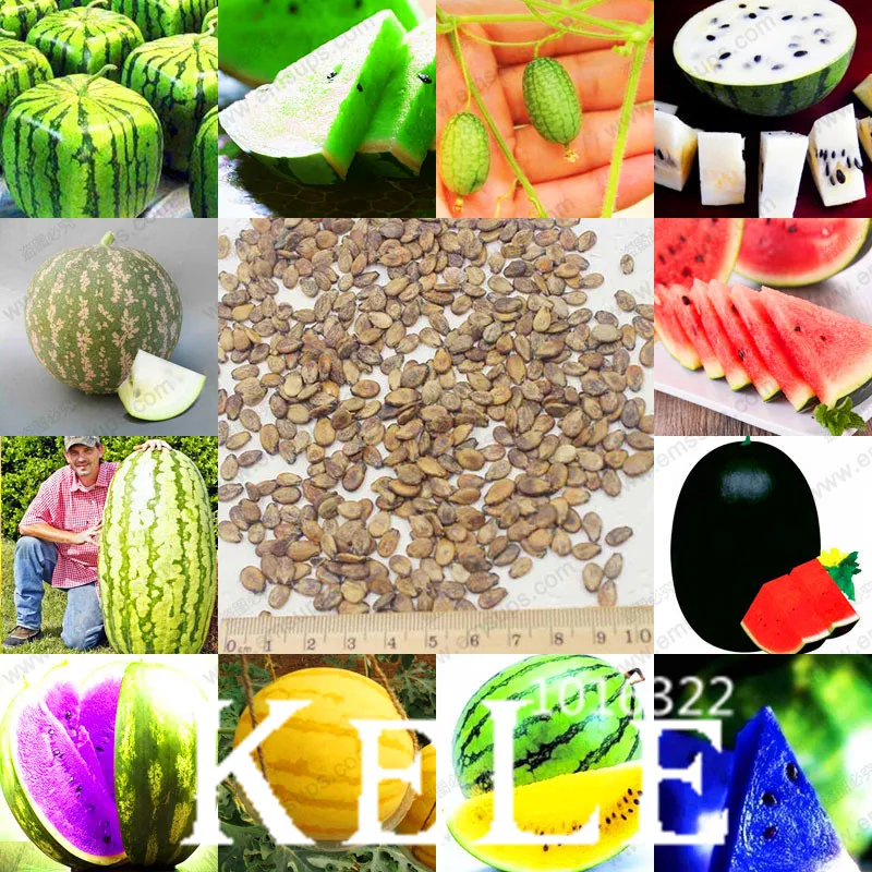 Best-Selling!12 Kinds Rare Chinese Watermelon Garden, Delicious Fruit Water Melon Plantas Bonsai Plants - 50 Pcs/Bag,#7O30C7
Best-Selling!12 Kinds Rare Chinese Watermelon Garden, Delicious Fruit Water Melon Plantas Bonsai Plants - 50 Pcs/Bag,#7O30C7