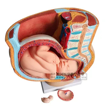 Female sagittal anatomical model (4 parts) pelvic pregnancy nine months baby model
Female sagittal anatomical model (4 parts) pelvic pregnancy nine months baby model