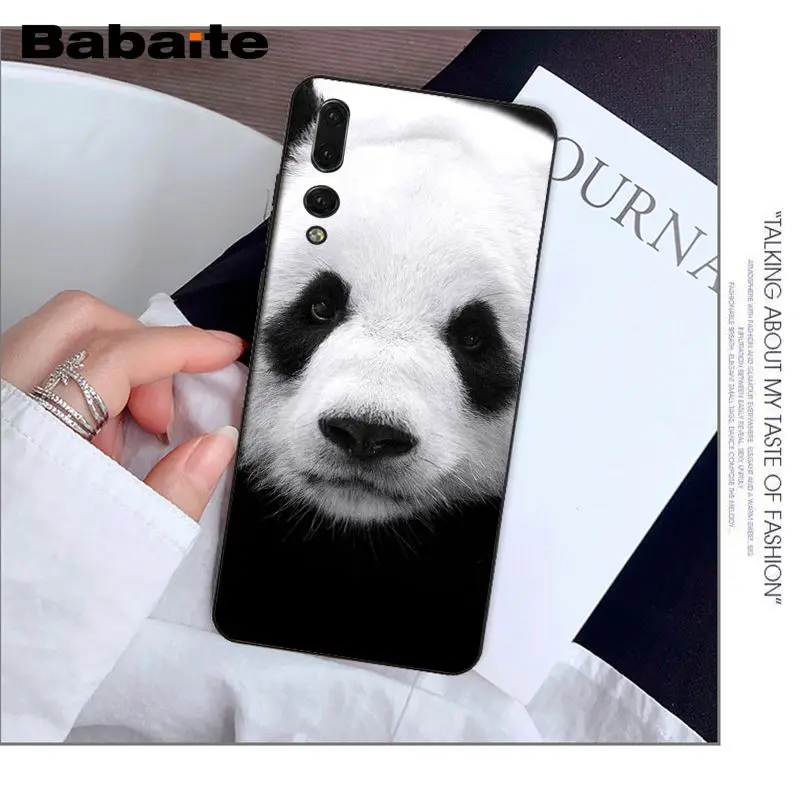 cute panda