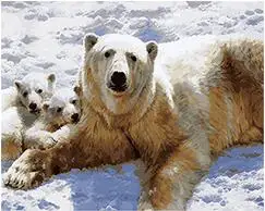 cioioil-T058 White bears in snow coloring by numbers animal paint canvas wall pictures for living room framed 40x50cm
cioioil-T058 White bears in snow coloring by numbers animal paint canvas wall pictures for living room framed 40x50cm