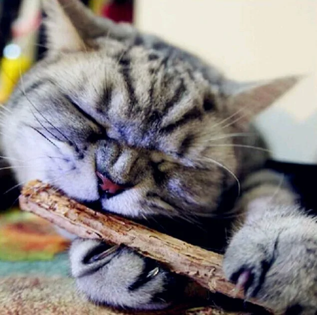 Cleaning Teeth Pure Natural Catnip Pet Cat Molar Toothpaste Stick Silvervine Actinidia Cat Snacks Sticks Tooth Care
Cleaning Teeth Pure Natural Catnip Pet Cat Molar Toothpaste Stick Silvervine Actinidia Cat Snacks Sticks Tooth Care