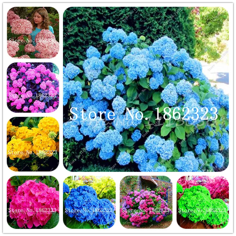Hot Sale! 50 pcs/bag Red Hydrangea Flower Hydrangea Flower Bonsai Viburnum potted plant for home & garden Ornamental Plants
Hot Sale! 50 pcs/bag Red Hydrangea Flower Hydrangea Flower Bonsai Viburnum potted plant for home & garden Ornamental Plants