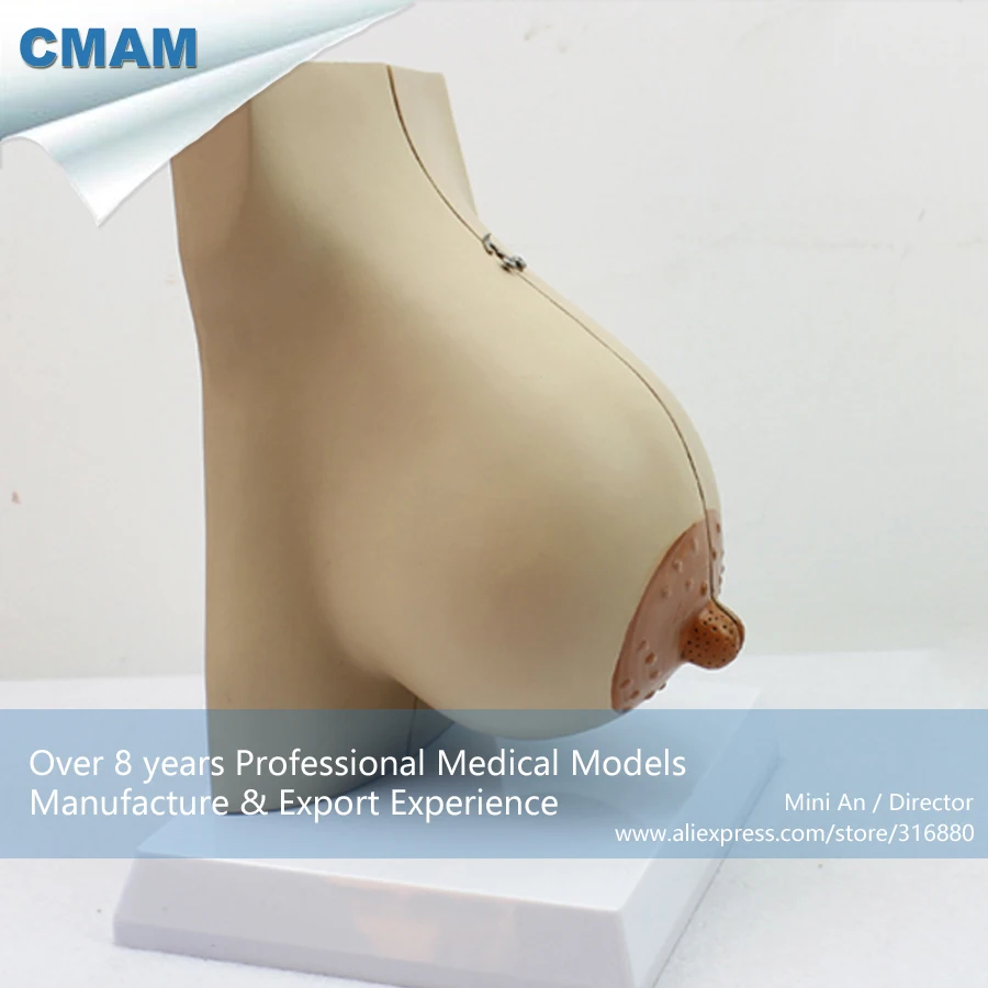 CMAM/12460 Mammary Gland in Lactation, Genitourinary Medical Teaching Anatomical Model
CMAM/12460 Mammary Gland in Lactation, Genitourinary Medical Teaching Anatomical Model