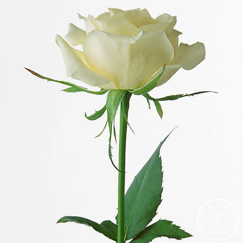 Hot Sale!150 PCS/Lott Common Garden of White Roses Bonsai Fragrant Flowers and Potted Plants Growing Roses flores,#ZV4C0S
Hot Sale!150 PCS/Lott Common Garden of White Roses Bonsai Fragrant Flowers and Potted Plants Growing Roses flores,#ZV4C0S