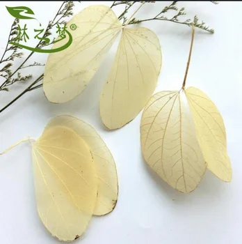 30pcs 10-12cm Dried Natural Cercis Chinensis Leaf Leaves Skeleton Wedding Party Home Mural Bookmark Jewelry Craft DIY
30pcs 10-12cm Dried Natural Cercis Chinensis Leaf Leaves Skeleton Wedding Party Home Mural Bookmark Jewelry Craft DIY