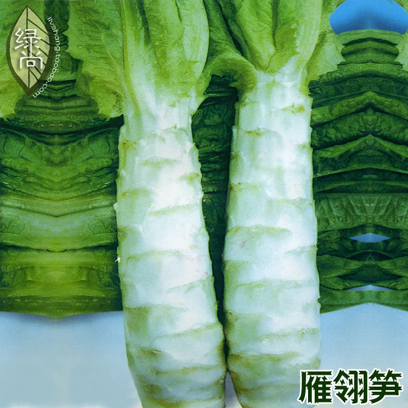 Yan Ling Bamboo Shoots bonsai Lettuce Sowing 4 Seasons Courtyard Balcony Potted Root Vegetables bonsai 100pcs
Yan Ling Bamboo Shoots bonsai Lettuce Sowing 4 Seasons Courtyard Balcony Potted Root Vegetables bonsai 100pcs