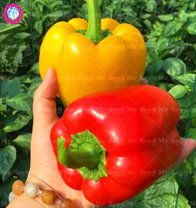 100 Pcs Red Yellow Sweet Pepper plant Paprika Chili DIY Garden Vegetable Organic Heirloom Bonsai Plant
100 Pcs Red Yellow Sweet Pepper plant Paprika Chili DIY Garden Vegetable Organic Heirloom Bonsai Plant