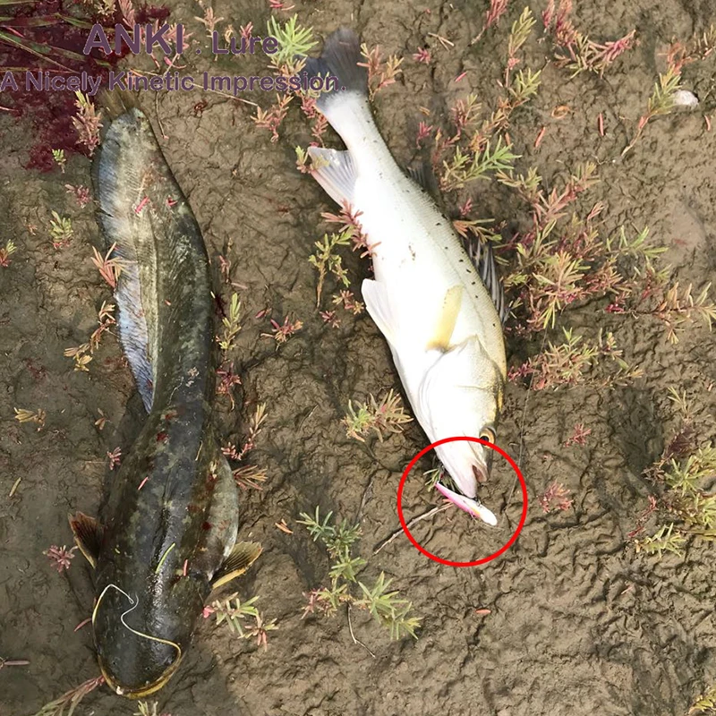 55vibseabass