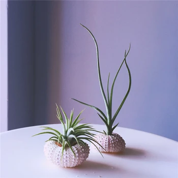 Set of 2 flower vase+plants natural Sea urchin shell pineapple plants mini flowr pots planters
Set of 2 flower vase+plants natural Sea urchin shell pineapple plants mini flowr pots planters