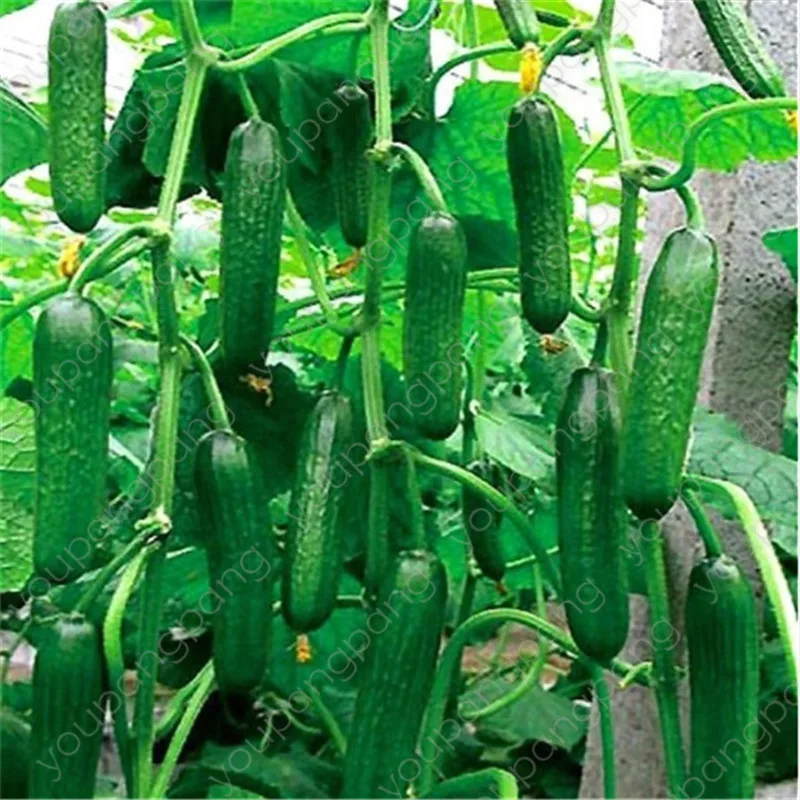 Cucumber Hot selling 50pcs fruit cucumber bonsais plants for home garden decoration
Cucumber Hot selling 50pcs fruit cucumber bonsais plants for home garden decoration