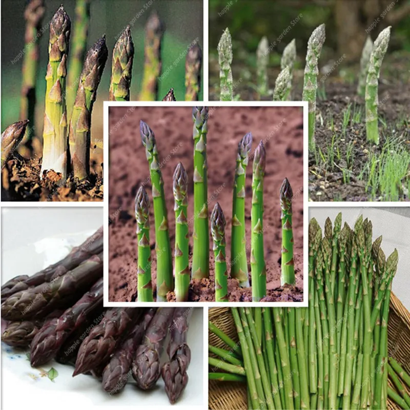 200 Pcs Bonsai Asparagus Organic Heirloom Rare Green Vegetable Perennial Garden small luck Bamboo home plant flower pot planters
200 Pcs Bonsai Asparagus Organic Heirloom Rare Green Vegetable Perennial Garden small luck Bamboo home plant flower pot planters