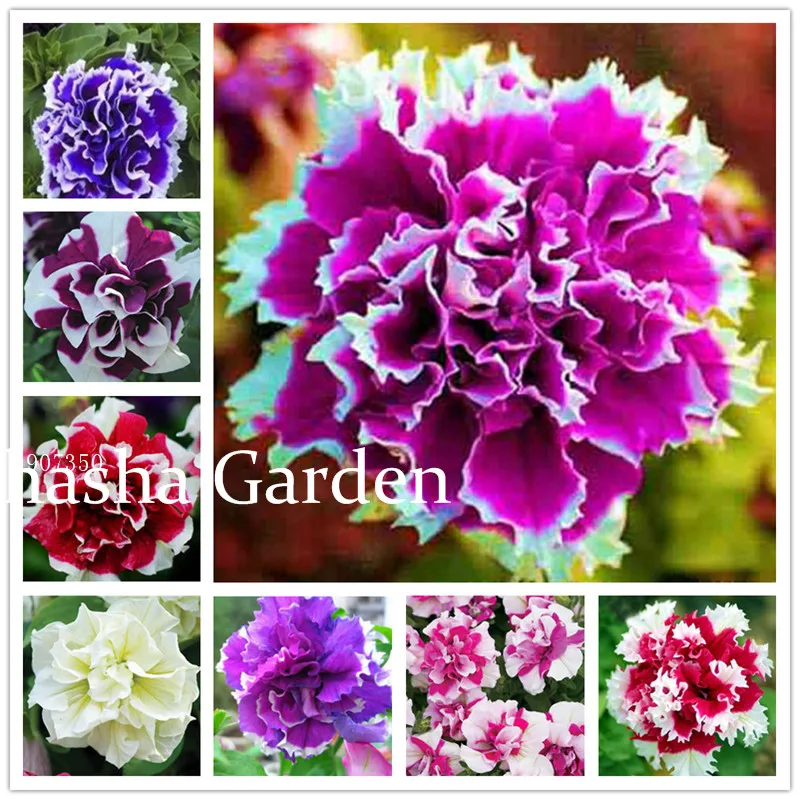 100 Pcs/Bag Double Petals Petunia plant Bonsai Flower plant Short Height Garden Flowers plant Indoor Or Ourdoor Plant Pot
100 Pcs/Bag Double Petals Petunia plant Bonsai Flower plant Short Height Garden Flowers plant Indoor Or Ourdoor Plant Pot