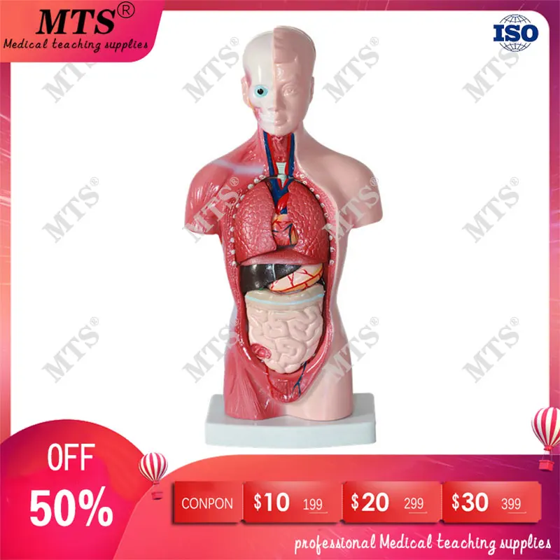 High-end medical internal organs heart system structure torso 28CM human anatomical skeleton model medical teaching
High-end medical internal organs heart system structure torso 28CM human anatomical skeleton model medical teaching