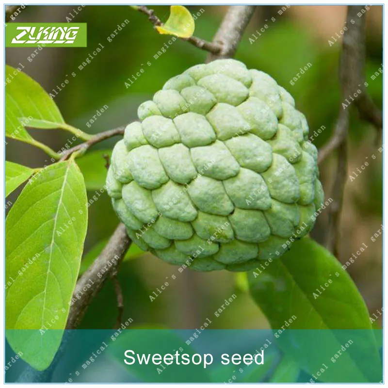 ZLKING 2PCS Annona Fruit Bonsai Plants For Home Garden Rare Tropical Fruit Supernatural Products
ZLKING 2PCS Annona Fruit Bonsai Plants For Home Garden Rare Tropical Fruit Supernatural Products