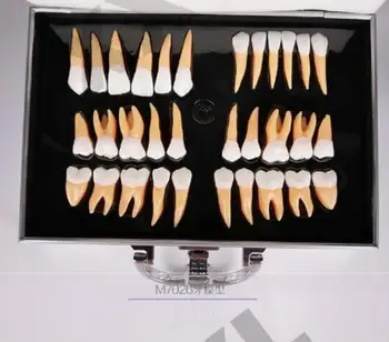 Teaching Patient communication model 2.5X Permanent model Dental free shipping
Teaching Patient communication model 2.5X Permanent model Dental free shipping