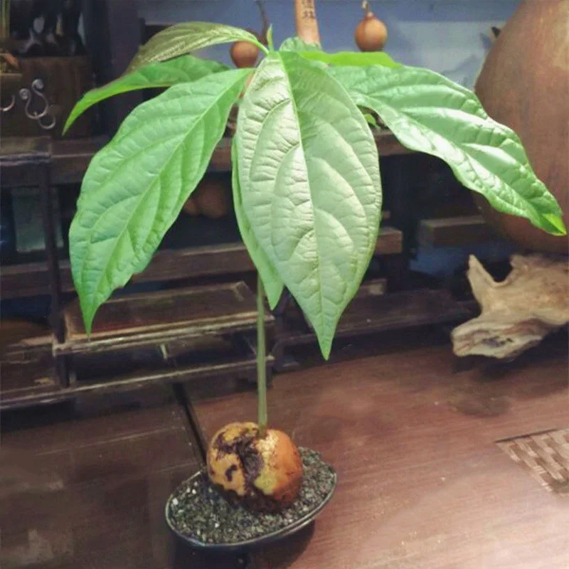 Hot Sell 10 Pcs Avocado PlantSeeds Home Garden Farm Potted Bonsai Delicious Green Fruits Pear fruit Seeding Planters FG
Hot Sell 10 Pcs Avocado PlantSeeds Home Garden Farm Potted Bonsai Delicious Green Fruits Pear fruit Seeding Planters FG