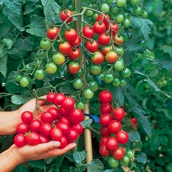 100pcs/bag cherry tomato Rare Balcony Organic fruits vegetables Bonsai Potted plant Tomato
100pcs/bag cherry tomato Rare Balcony Organic fruits vegetables Bonsai Potted plant Tomato