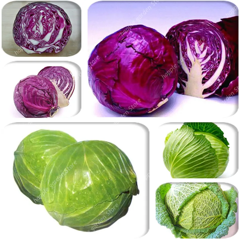 200pcs Cabbage Bonsai,Brussel Sprouts Long Island Brassica Oleracea Vegetable Bonsai Seedsplants Healing Medicinal Vitamin Plant
200pcs Cabbage Bonsai,Brussel Sprouts Long Island Brassica Oleracea Vegetable Bonsai Seedsplants Healing Medicinal Vitamin Plant