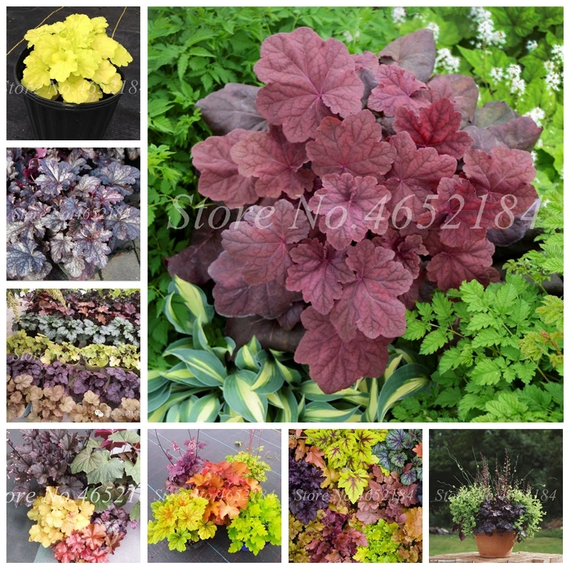 Imported Flowers 100 Pcs/ Bag Mixed Heuchera (Heuchera Micrantha) Bonsai Beautiful Potted Plant for Home Garden Flower Pot Decor
Imported Flowers 100 Pcs/ Bag Mixed Heuchera (Heuchera Micrantha) Bonsai Beautiful Potted Plant for Home Garden Flower Pot Decor