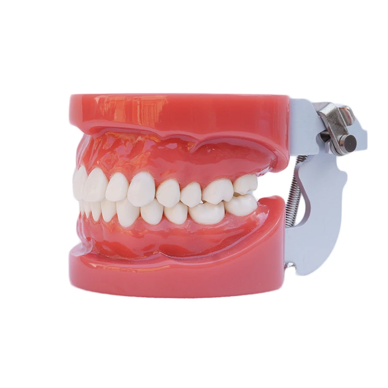 1PC Standard Study Model Hard Gum wax fixed model dental tooth model teaching tool art tools education model
1PC Standard Study Model Hard Gum wax fixed model dental tooth model teaching tool art tools education model
