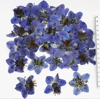 120pcs 3-4cm Pressed Dried Blue Star Flowers Plants Herbarium For Jewelry Postcard Phone Case Photo Frame Craft DIY Making
120pcs 3-4cm Pressed Dried Blue Star Flowers Plants Herbarium For Jewelry Postcard Phone Case Photo Frame Craft DIY Making