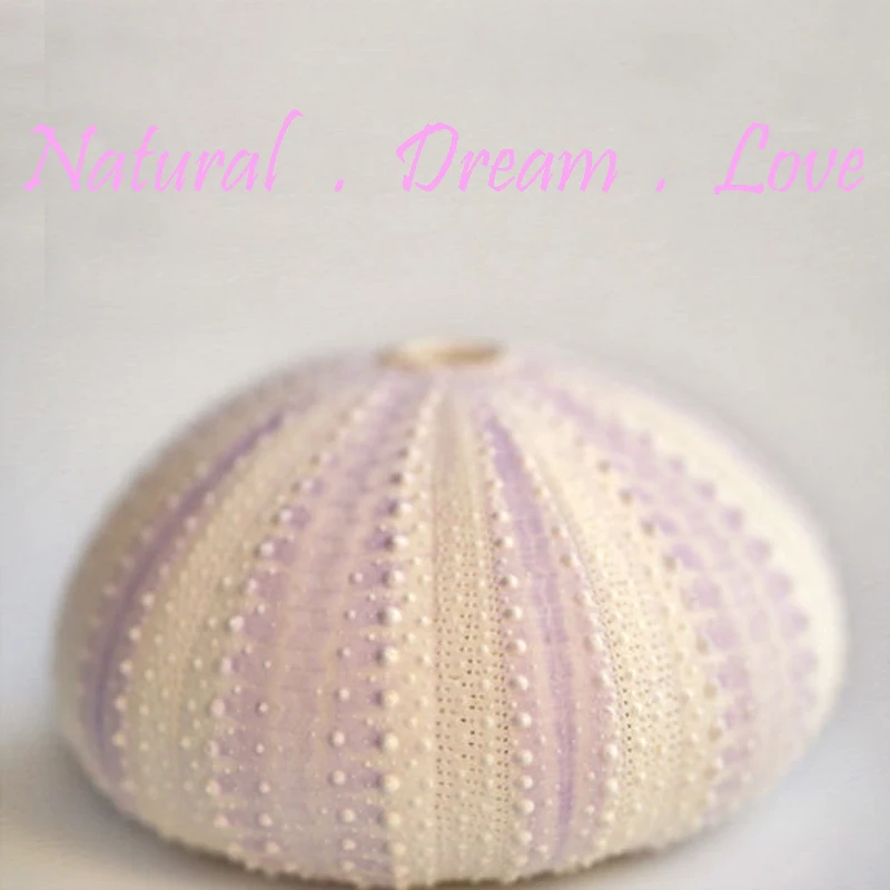Free Shipping(6pcs/lot)Natural Dream Purple Sea Urchin Natural Shell Conch Beach Wedding Decoration Coastal Home Decoration
Free Shipping(6pcs/lot)Natural Dream Purple Sea Urchin Natural Shell Conch Beach Wedding Decoration Coastal Home Decoration