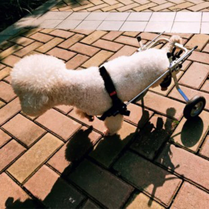 Dog wheelchair disabled dog scooter wheel chair vehicle paralysis broken leg cat rehabilitation training wheelchair
Dog wheelchair disabled dog scooter wheel chair vehicle paralysis broken leg cat rehabilitation training wheelchair
