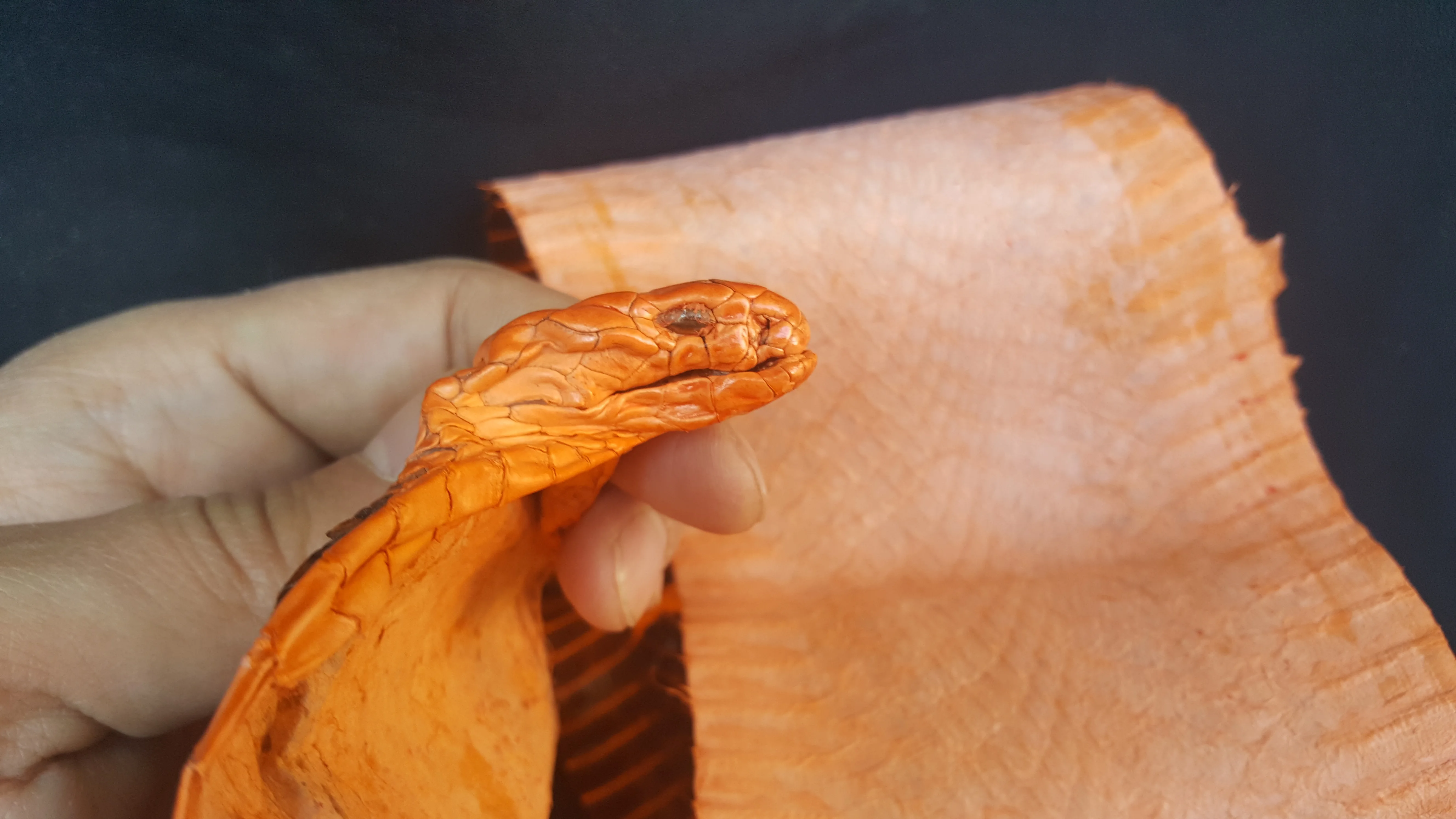 Genuine Asian Spitting Cobra Snake Skin Snakeskin Head Taxidermy Natural oddies wired diy fur
Genuine Asian Spitting Cobra Snake Skin Snakeskin Head Taxidermy Natural oddies wired diy fur