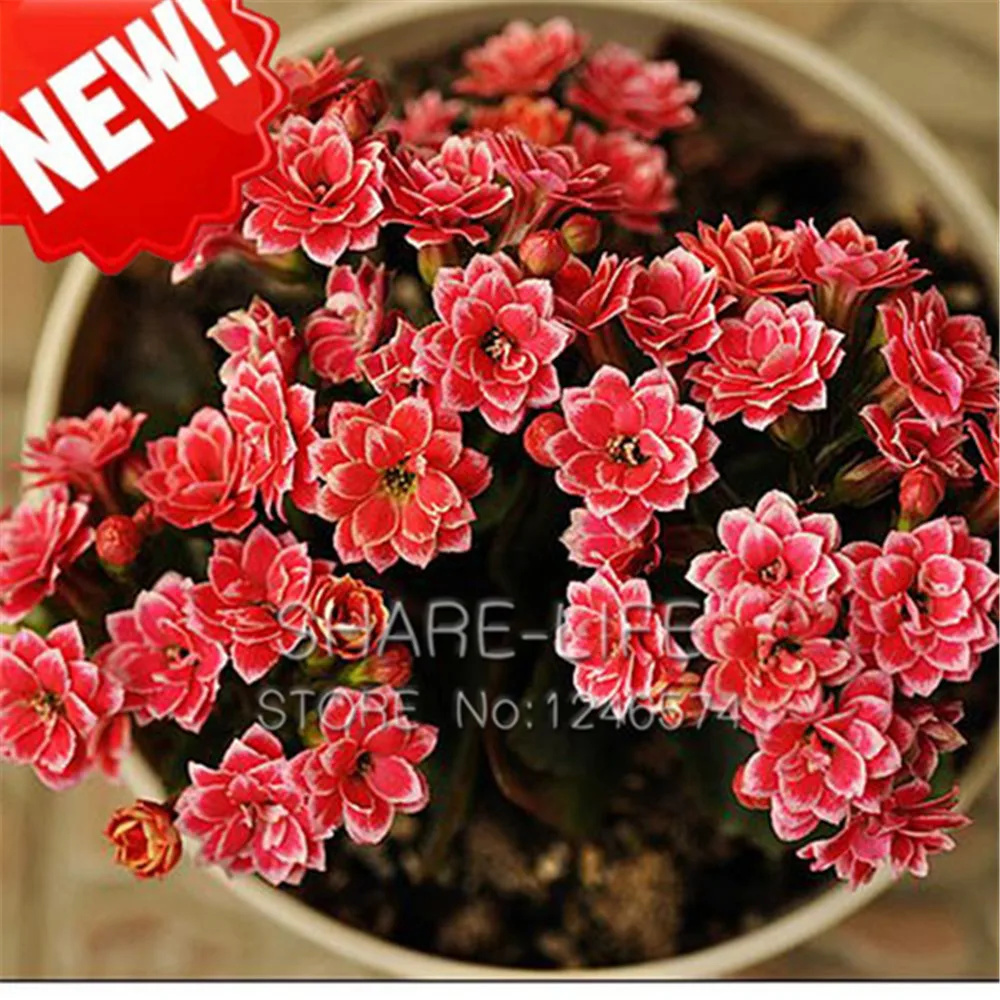Bonsai Red Longevity Flower Bonsai Kalanchoe Novel Plants For DIY Home Garden 50 Particles / Lot Bonsai
Bonsai Red Longevity Flower Bonsai Kalanchoe Novel Plants For DIY Home Garden 50 Particles / Lot Bonsai