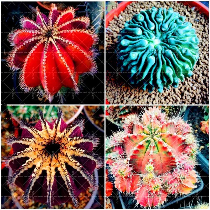 200pcs/bag Mixed Astrophytum Cactus flower Succulents Plants Bonsai plants for Home Garden Flor de cactus planta en maceta
200pcs/bag Mixed Astrophytum Cactus flower Succulents Plants Bonsai plants for Home Garden Flor de cactus planta en maceta