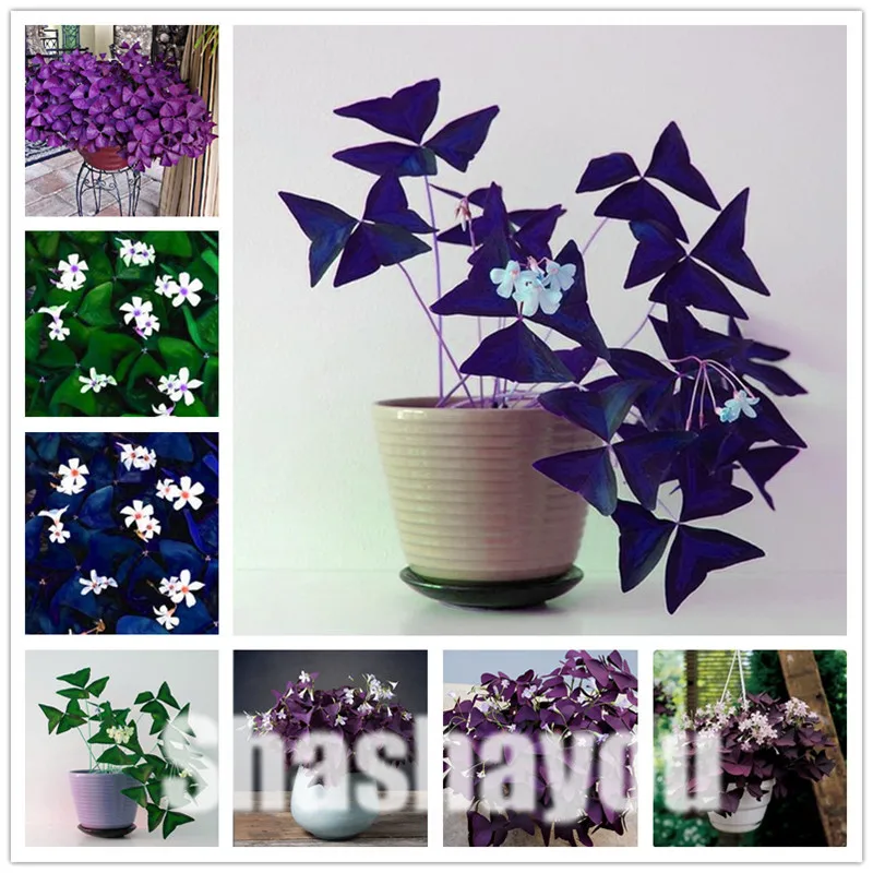 Oxalis Wood Sorrel Flower Oxalis Purple Shamrock Clover 100% Real Flower Bonsai plant Perennial Outdoor for Home Garden 100 Pcs
Oxalis Wood Sorrel Flower Oxalis Purple Shamrock Clover 100% Real Flower Bonsai plant Perennial Outdoor for Home Garden 100 Pcs
