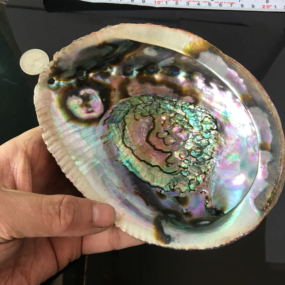 Exquisite Natural Abalone shell Seashell Soapbox Rainbow LG Sea Green Blue Beach House Soapbox
Exquisite Natural Abalone shell Seashell Soapbox Rainbow LG Sea Green Blue Beach House Soapbox