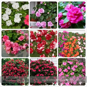 Mix Impatiens walleriana 9 Colors Busy Lizzie Balsam Perennial Flower Seeds, Professional Pack, 20 Seeds / Pack, Bonsai Sultana