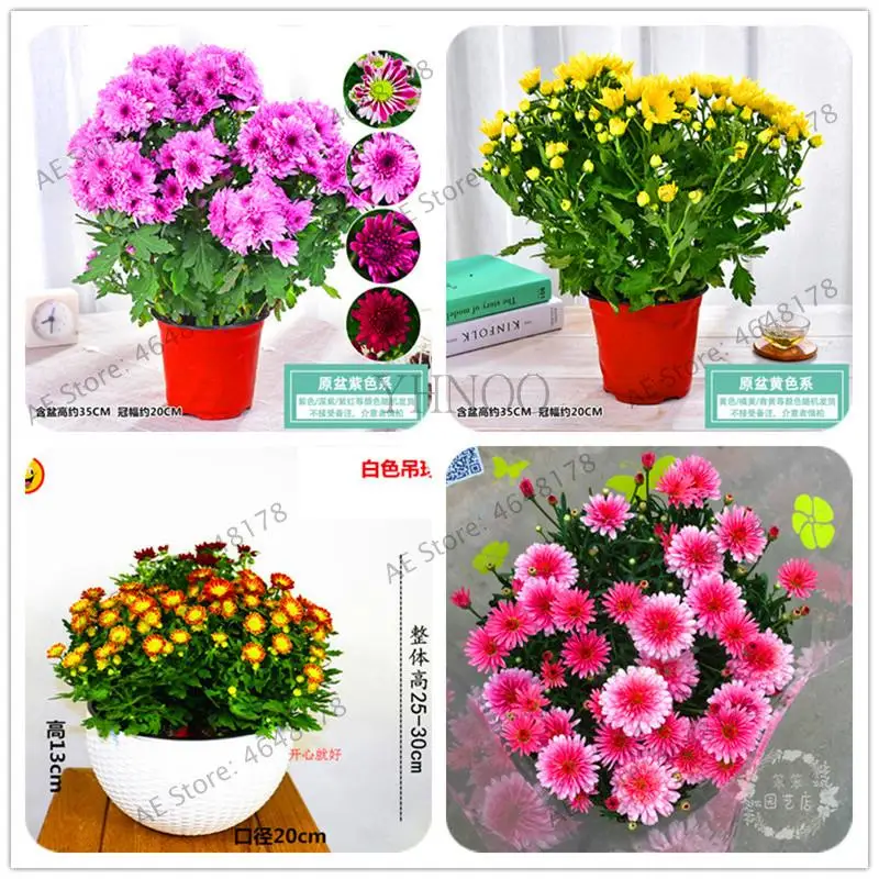 Rainbow200pcs China Chrysanthemum Flower bonsais Mixed color new arrival DIY Home Garden flower plant easy Grow
Rainbow200pcs China Chrysanthemum Flower bonsais Mixed color new arrival DIY Home Garden flower plant easy Grow
