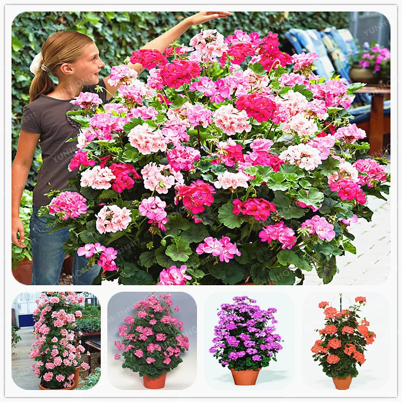 Rare Geranium Bonsai Climbing Geranium Collection Pelargonium Perennial Flower Bonsai Potted Plant 100 Pcs
Rare Geranium Bonsai Climbing Geranium Collection Pelargonium Perennial Flower Bonsai Potted Plant 100 Pcs