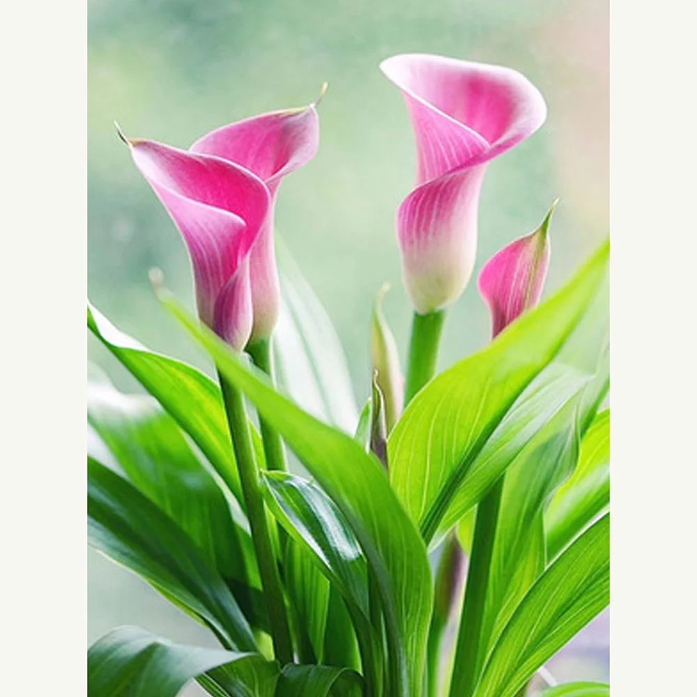 5d diy Diamond Painting Flowers Pink Calla Lily Cross Stitch Diamond Embroidery Crystal Round Diamond Mosaic Pictures Home Decor
5d diy Diamond Painting Flowers Pink Calla Lily Cross Stitch Diamond Embroidery Crystal Round Diamond Mosaic Pictures Home Decor