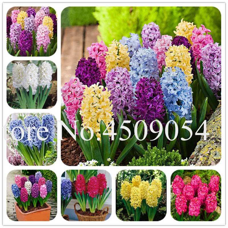 Bonsai 100 Pcs Bloom Hyacinthus Flower Plants Mixing Charming Hyacinth Potted Balcony Flower Plants For Home Garden SeedsFlower
Bonsai 100 Pcs Bloom Hyacinthus Flower Plants Mixing Charming Hyacinth Potted Balcony Flower Plants For Home Garden SeedsFlower