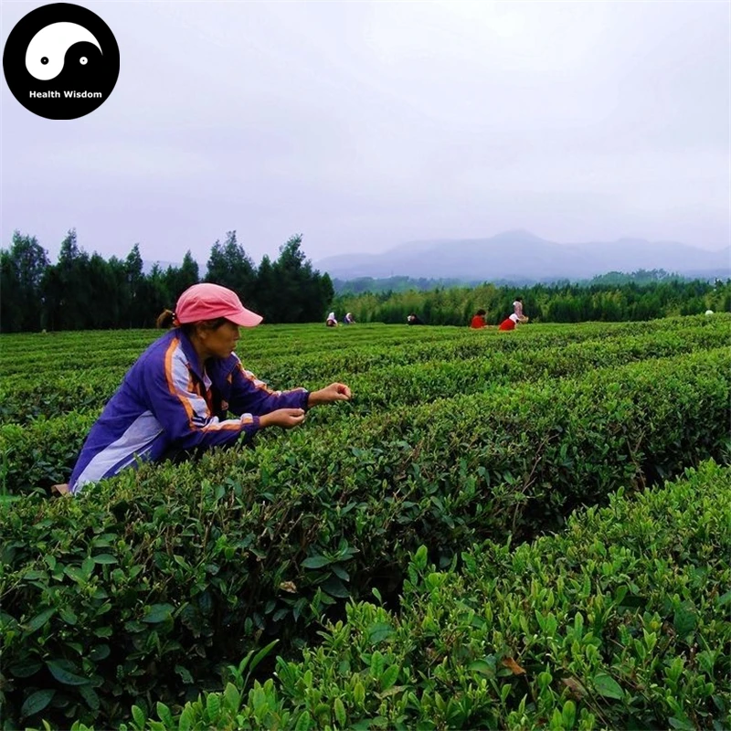 Buy Green Teea Tree Semente 60pcs Plant Dong Ting Biluochun For Pi Luo Chun Cha
Buy Green Teea Tree Semente 60pcs Plant Dong Ting Biluochun For Pi Luo Chun Cha